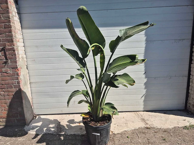 Strelitzia augusta - paradijsvogelbloem - hoogte ca. 170 cm - afbeelding 1 van  3