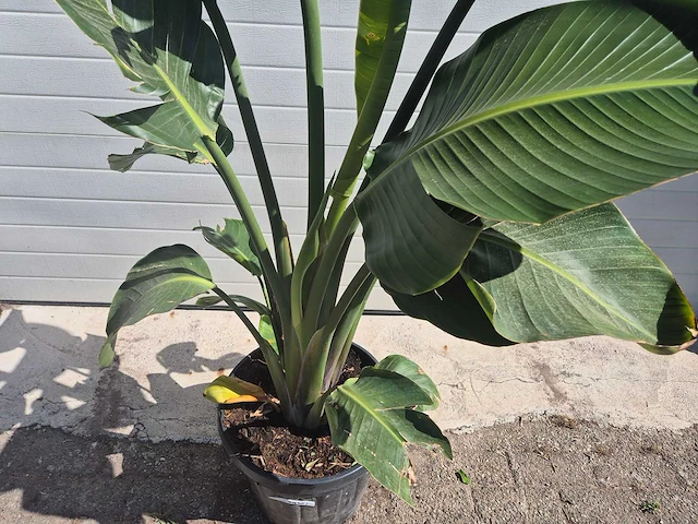 Strelitzia augusta - paradijsvogelbloem - hoogte ca. 170 cm - afbeelding 2 van  3