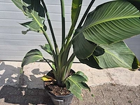 Strelitzia augusta - paradijsvogelbloem - hoogte ca. 170 cm - afbeelding 2 van  3