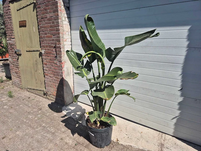 Strelitzia augusta - paradijsvogelbloem - hoogte ca. 170 cm - afbeelding 3 van  3