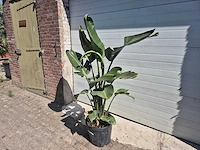 Strelitzia augusta - paradijsvogelbloem - hoogte ca. 170 cm - afbeelding 3 van  3