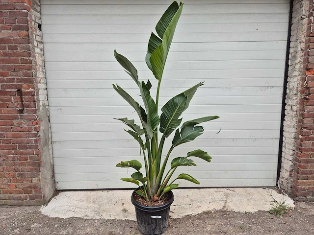 Strelitzia augusta - paradijsvogelbloem - hoogte ca. 180 cm - afbeelding 1 van  3