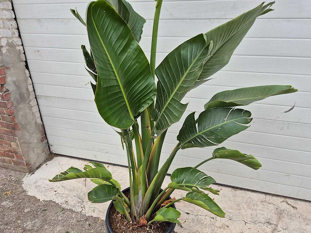 Strelitzia augusta - paradijsvogelbloem - hoogte ca. 180 cm - afbeelding 2 van  3