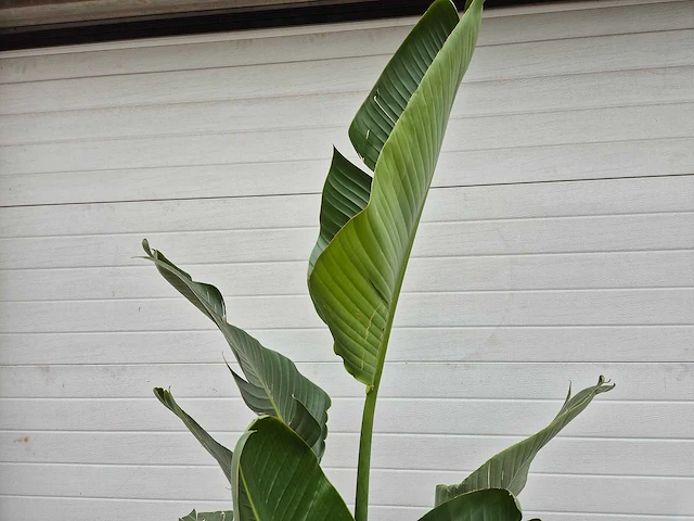 Strelitzia augusta - paradijsvogelbloem - hoogte ca. 180 cm - afbeelding 3 van  3