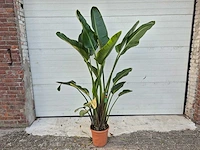 Strelitzia augusta - paradijsvogelbloem - hoogte ca. 180 cm - afbeelding 1 van  4