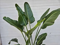 Strelitzia augusta - paradijsvogelbloem - hoogte ca. 180 cm - afbeelding 3 van  4