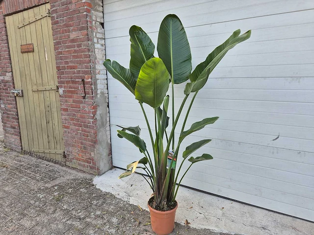 Strelitzia augusta - paradijsvogelbloem - hoogte ca. 180 cm - afbeelding 4 van  4