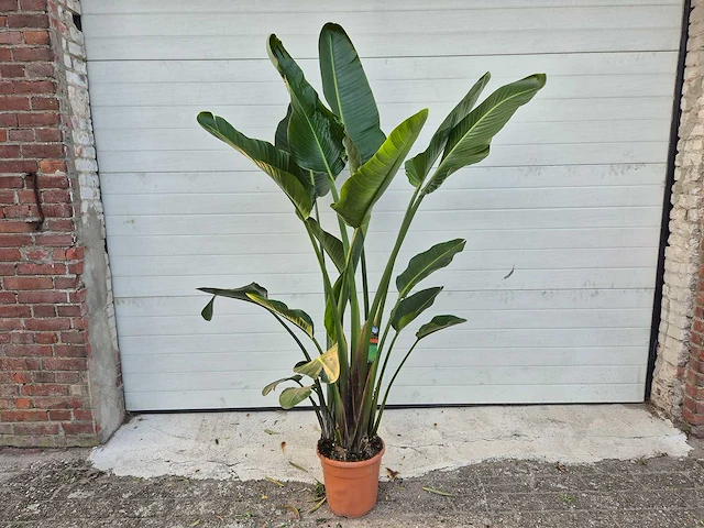 Strelitzia augusta - paradijsvogelbloem - hoogte ca. 180 cm - afbeelding 1 van  4
