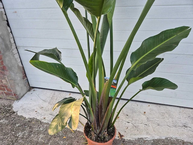 Strelitzia augusta - paradijsvogelbloem - hoogte ca. 180 cm - afbeelding 2 van  4