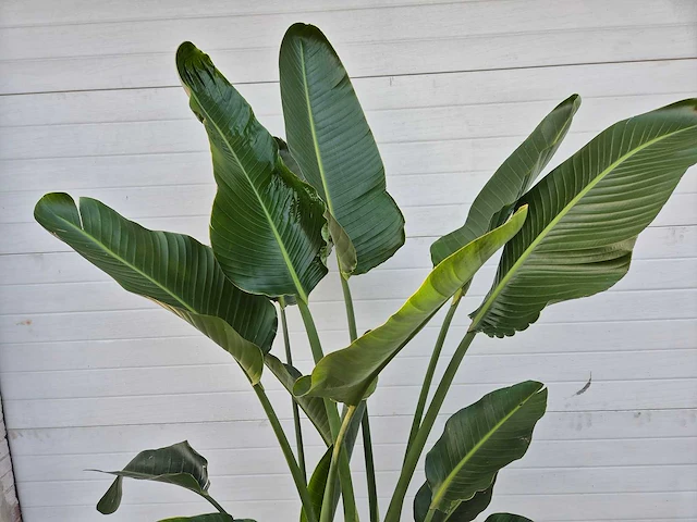Strelitzia augusta - paradijsvogelbloem - hoogte ca. 180 cm - afbeelding 3 van  4