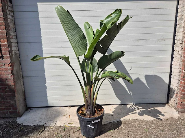 Strelitzia augusta - paradijsvogelbloem - hoogte ca. 180 cm - afbeelding 1 van  3