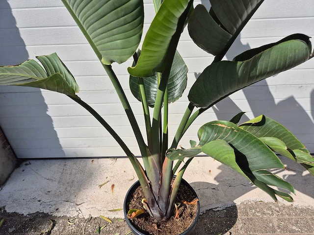 Strelitzia augusta - paradijsvogelbloem - hoogte ca. 180 cm - afbeelding 2 van  3