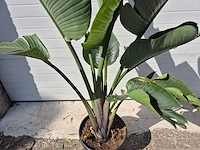 Strelitzia augusta - paradijsvogelbloem - hoogte ca. 180 cm - afbeelding 2 van  3