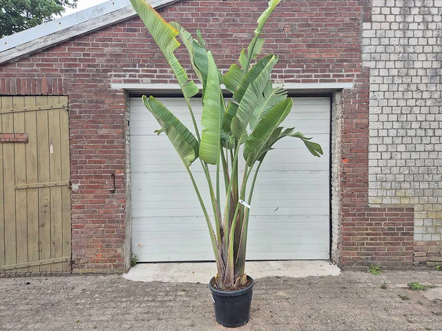 Strelitzia augusta - paradijsvogelbloem - hoogte ca. 230 cm - afbeelding 1 van  3