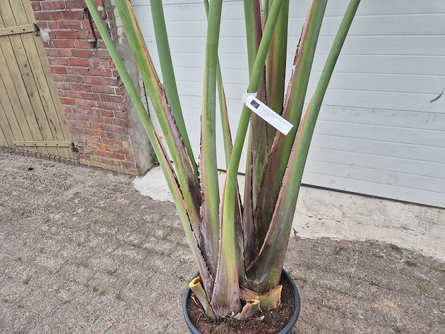 Strelitzia augusta - paradijsvogelbloem - hoogte ca. 230 cm - afbeelding 2 van  3