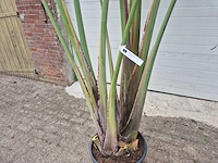 Strelitzia augusta - paradijsvogelbloem - hoogte ca. 230 cm - afbeelding 2 van  3