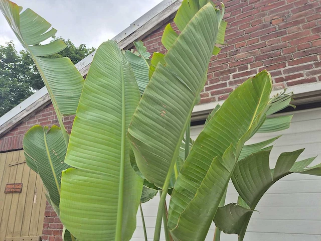 Strelitzia augusta - paradijsvogelbloem - hoogte ca. 230 cm - afbeelding 3 van  3