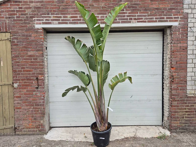 Strelitzia augusta - paradijsvogelbloem - hoogte ca. 230 cm - afbeelding 1 van  3