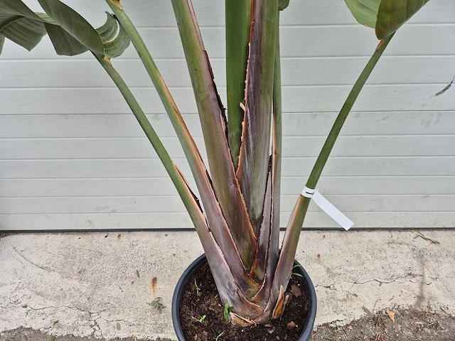 Strelitzia augusta - paradijsvogelbloem - hoogte ca. 230 cm - afbeelding 2 van  3