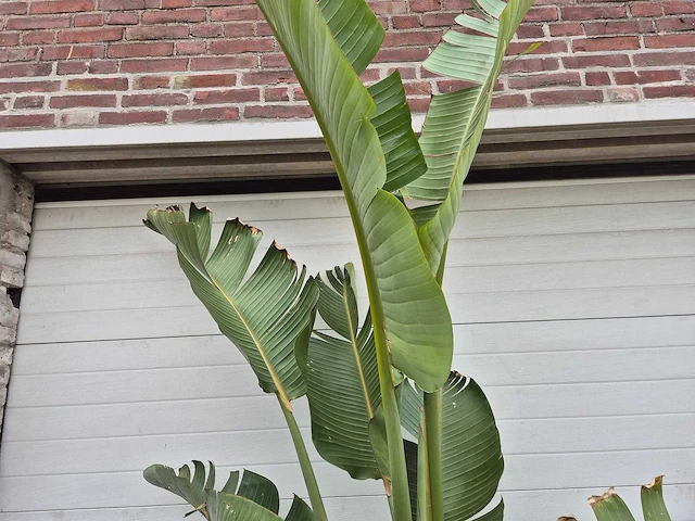 Strelitzia augusta - paradijsvogelbloem - hoogte ca. 230 cm - afbeelding 3 van  3