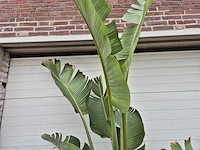 Strelitzia augusta - paradijsvogelbloem - hoogte ca. 230 cm - afbeelding 3 van  3