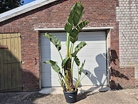 Strelitzia augusta - paradijsvogelbloem - hoogte ca. 230 cm - afbeelding 1 van  3