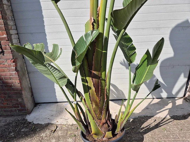 Strelitzia augusta - paradijsvogelbloem - hoogte ca. 230 cm - afbeelding 2 van  3