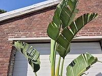 Strelitzia augusta - paradijsvogelbloem - hoogte ca. 230 cm - afbeelding 3 van  3