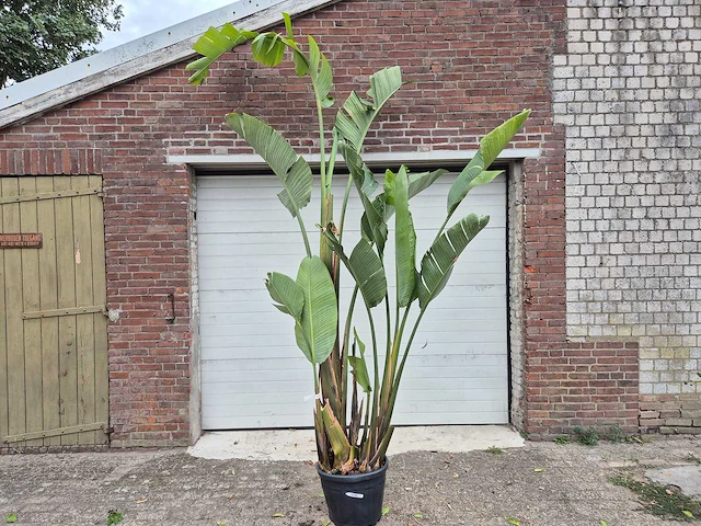Strelitzia augusta - paradijsvogelbloem - hoogte ca. 230 cm - afbeelding 1 van  3