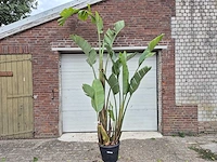 Strelitzia augusta - paradijsvogelbloem - hoogte ca. 230 cm - afbeelding 1 van  3