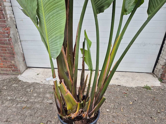Strelitzia augusta - paradijsvogelbloem - hoogte ca. 230 cm - afbeelding 2 van  3