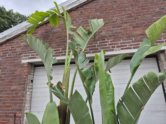 Strelitzia augusta - paradijsvogelbloem - hoogte ca. 230 cm - afbeelding 3 van  3