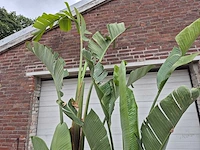 Strelitzia augusta - paradijsvogelbloem - hoogte ca. 230 cm - afbeelding 3 van  3