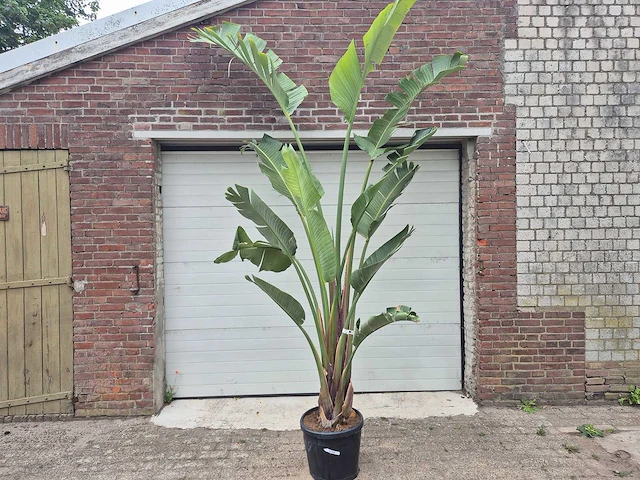 Strelitzia augusta - paradijsvogelbloem - hoogte ca. 250 cm - afbeelding 1 van  4