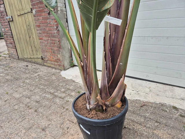 Strelitzia augusta - paradijsvogelbloem - hoogte ca. 250 cm - afbeelding 2 van  4