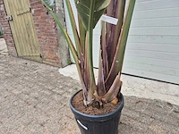Strelitzia augusta - paradijsvogelbloem - hoogte ca. 250 cm - afbeelding 2 van  4