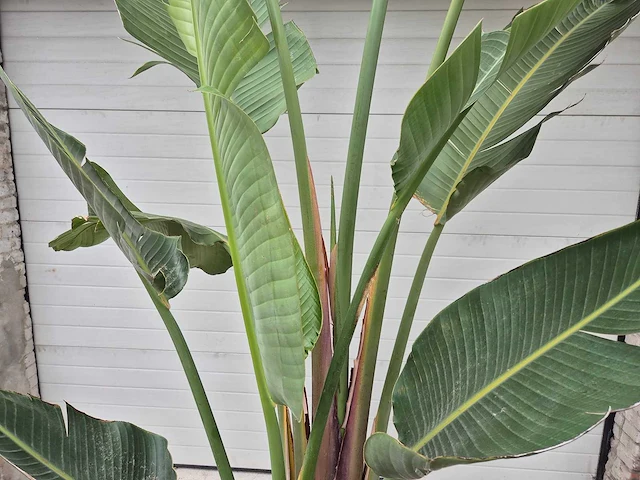 Strelitzia augusta - paradijsvogelbloem - hoogte ca. 250 cm - afbeelding 3 van  4