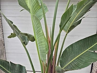 Strelitzia augusta - paradijsvogelbloem - hoogte ca. 250 cm - afbeelding 3 van  4