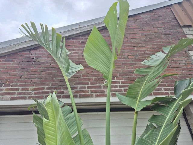 Strelitzia augusta - paradijsvogelbloem - hoogte ca. 250 cm - afbeelding 4 van  4