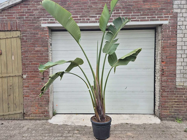 Strelitzia augusta - paradijsvogelbloem - hoogte ca. 250 cm - afbeelding 1 van  3