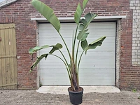 Strelitzia augusta - paradijsvogelbloem - hoogte ca. 250 cm - afbeelding 1 van  3