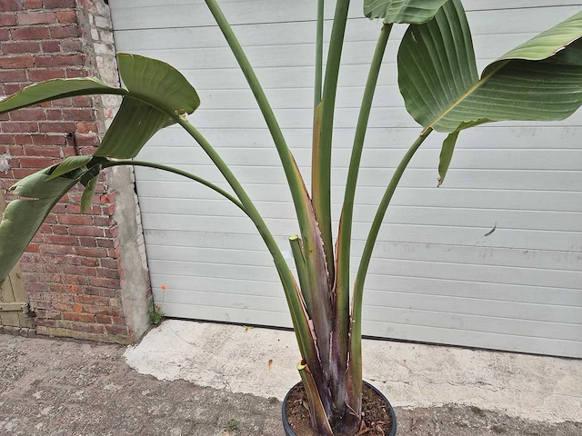 Strelitzia augusta - paradijsvogelbloem - hoogte ca. 250 cm - afbeelding 2 van  3