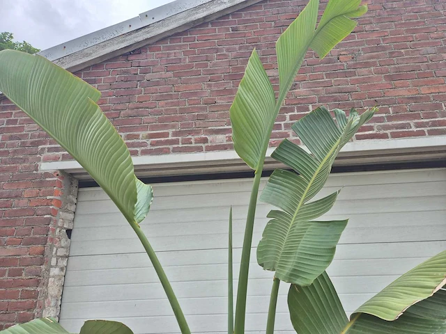 Strelitzia augusta - paradijsvogelbloem - hoogte ca. 250 cm - afbeelding 3 van  3