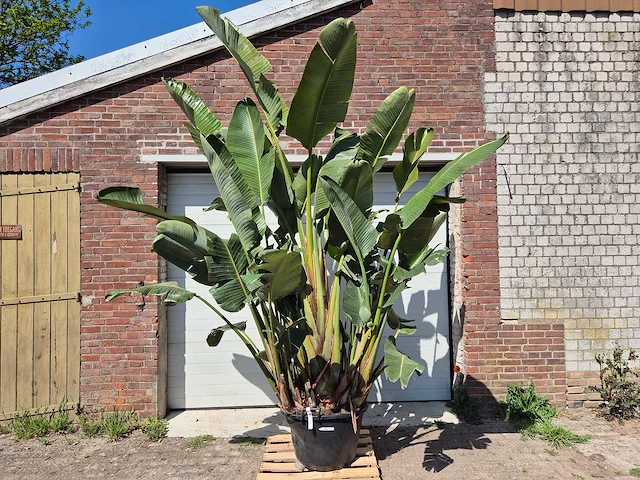 Strelitzia augusta - paradijsvogelbloem - hoogte ca. 280 cm - afbeelding 1 van  7