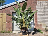 Strelitzia augusta - paradijsvogelbloem - hoogte ca. 280 cm - afbeelding 1 van  7