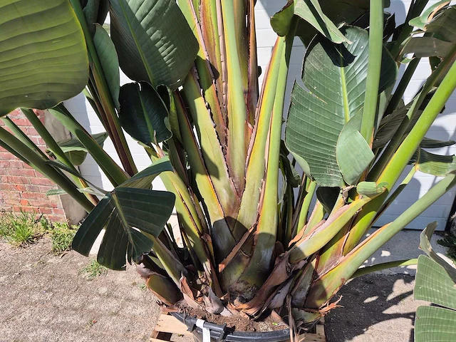 Strelitzia augusta - paradijsvogelbloem - hoogte ca. 280 cm - afbeelding 2 van  7