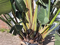 Strelitzia augusta - paradijsvogelbloem - hoogte ca. 280 cm - afbeelding 2 van  7