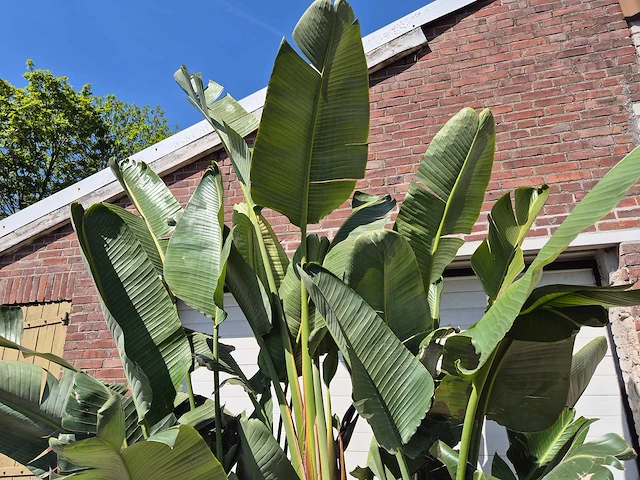 Strelitzia augusta - paradijsvogelbloem - hoogte ca. 280 cm - afbeelding 3 van  7