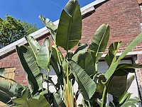 Strelitzia augusta - paradijsvogelbloem - hoogte ca. 280 cm - afbeelding 3 van  7