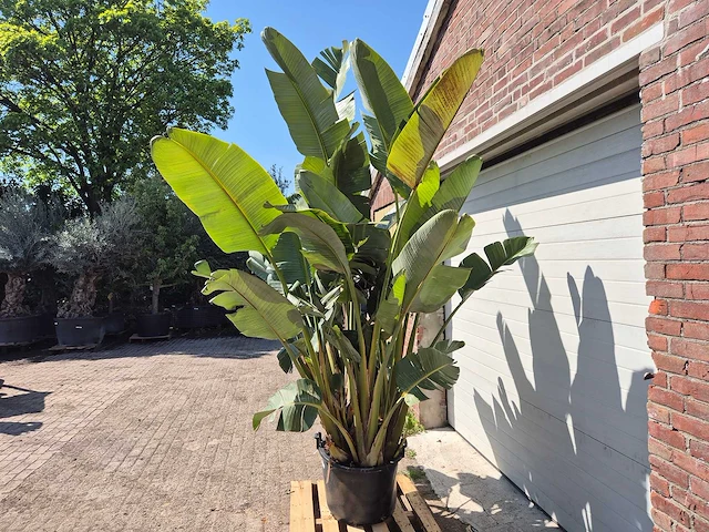 Strelitzia augusta - paradijsvogelbloem - hoogte ca. 280 cm - afbeelding 4 van  7
